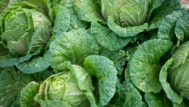 What are the benefits of Cabbage?